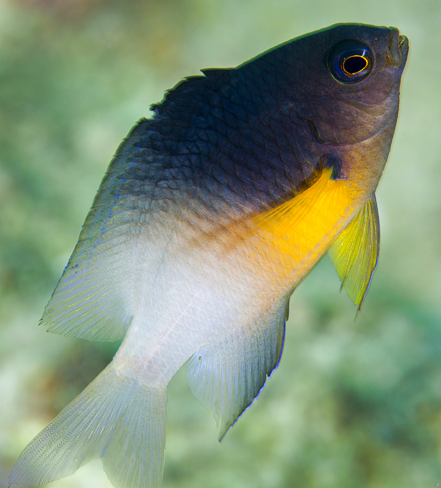 Close-up of a bicolor damselfish (Stegastes partitus) as it swims up from the coral reef off the coast of Key Largo, Florida.