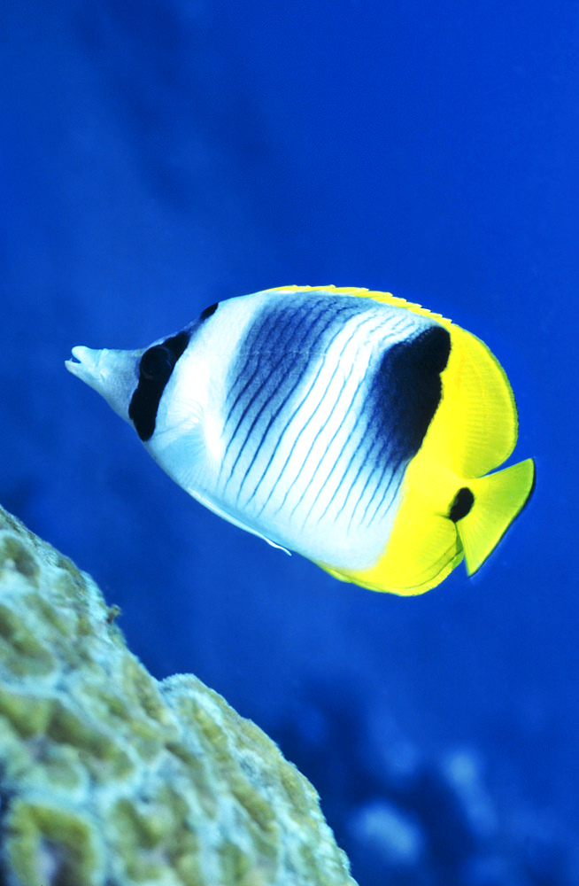 A Butterflyfish swims up along a coral reef in the warm and clear ocean waters of Papua New Guinea.