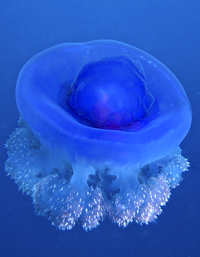 A Crown Jellyfish (Netrostoma setouchina) gently floating through South Pacific ocean waters off the coast of Tavarua Island, Fiji.