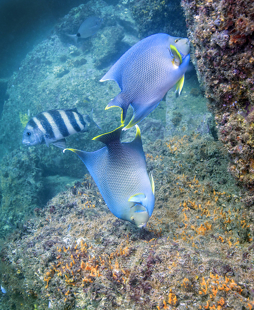 A Sheepshead looks on as a pair of Blue Angelfish appear to be confused on which direction to go but each are feeding on different parts of coral and algae covered jetty rocks at St. Andrew Bay channel wall in Panama City Beach, Florida.