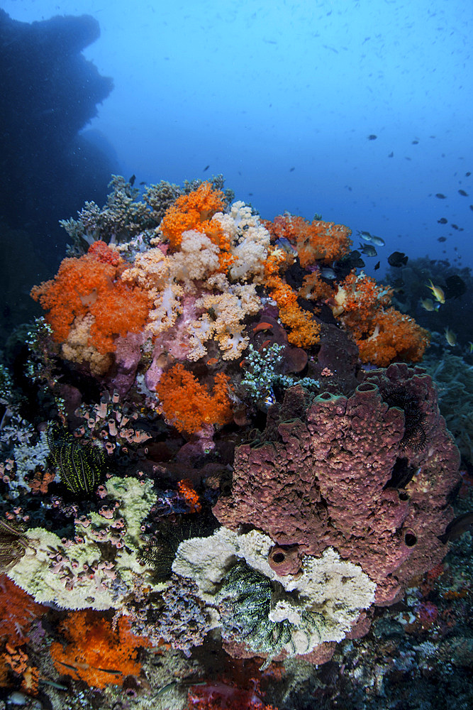 Soft corals, sponges, and other invertebrates compete for space on a beautiful reef in Indonesia. This tropical region, within the Coral Triangle, is home to an incredible variety of marine life.