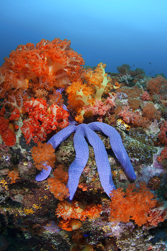 A beautiful starfish (Linckia laevigata) lays on a thriving reef in Indonesia. This tropical region, within the Coral Triangle, is home to an incredible variety of marine life.