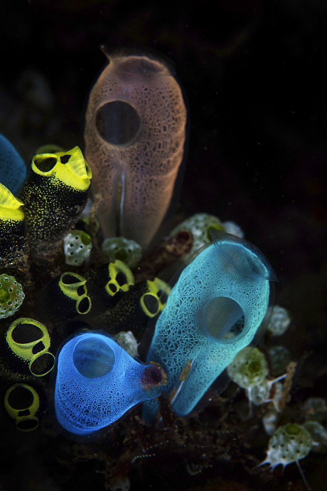 A colorful bouquet of tunicates grows on the seafloor of Lembeh Strait, Indonesia.