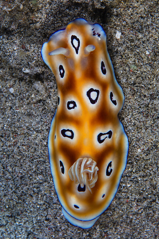 A colorful nudibranch, Hypselodoris tryoni, crawls across a sandy sea floor in Komodo National Park, Indonesia. This tropical area in the Lesser Sunda Islands is known for both its amazing marine biodiversity as well its infamous dragons.