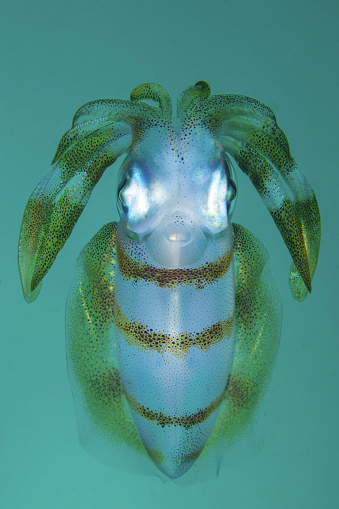 A bigfin reef squid, Sepioteuthis lessoniana, hovers midwater in Lembeh Strait, Indonesia.