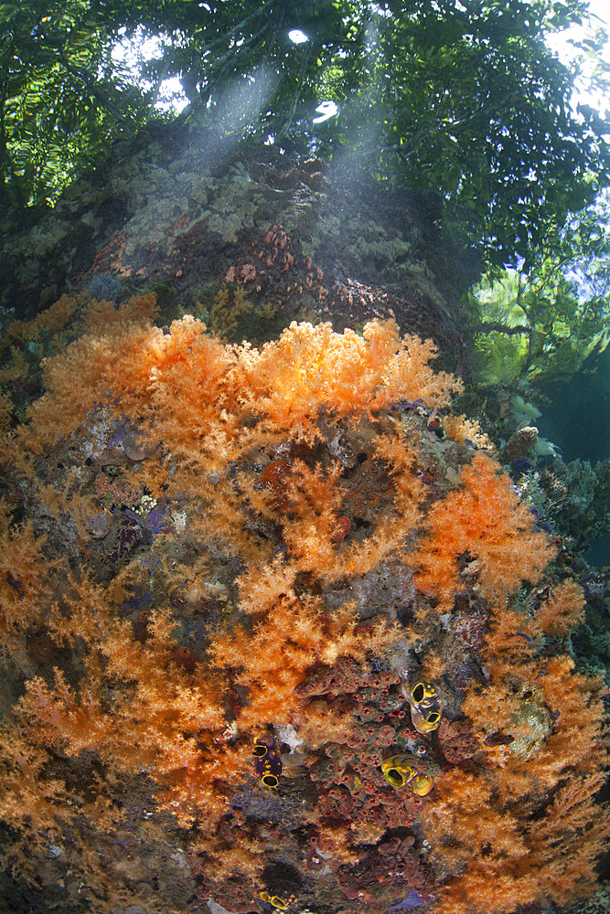 Orange soft corals carpet a shallow reef wall in Raja Ampat, Indonesia.