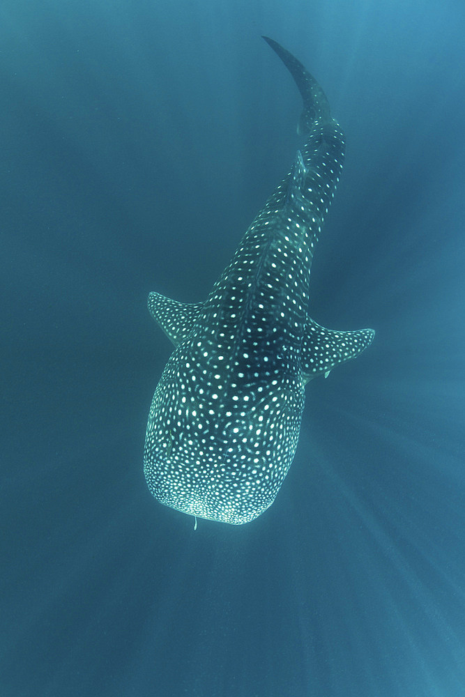 A huge whale shark, Rhincodon typus, swims in sunlit Indonesian waters. This massive yet harmless shark feeds on planktonic organisms and can sometimes be found swimming near fishing platforms due to the scent of fish.