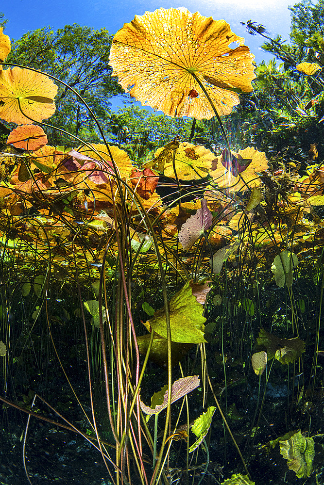 A garden of water lilies in a Mexican Cenote, Caribbean Sea, Mexico.