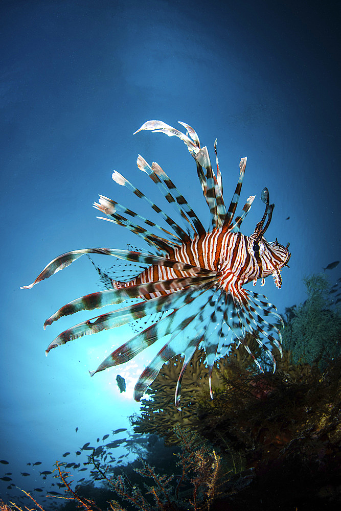 A lionfish hovers over a coral reef as the sun sets, Raja Ampat, Indonesia.