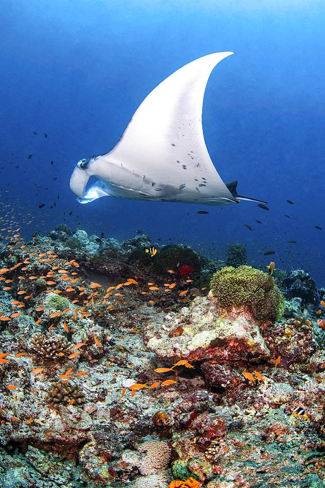 A reef manta ray (Mobula alfredi), hovers over a reef where small cleaner wrasse will relieve her of her parasites, Maldives.