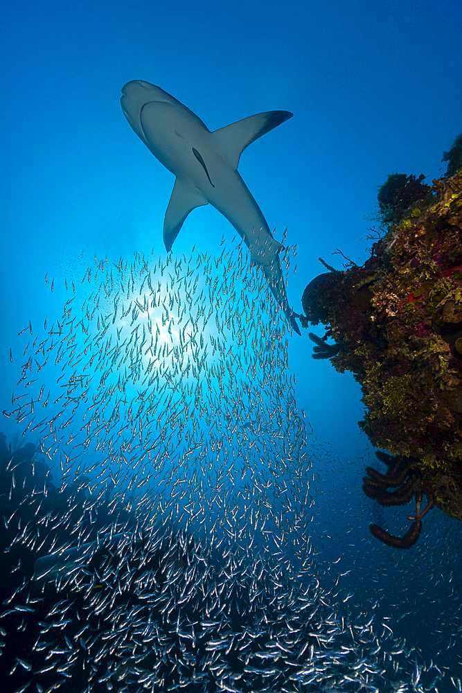 Reef shark (Carcharhinus perezii) with a school of silversides, herrings and anchovies, Cuba.