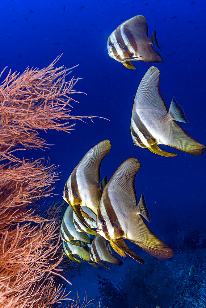 Several intermediate and one adult longfin spadefish (Platax teira) swimming in the Maldives.