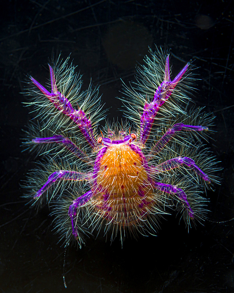 Hairy squat lobster (Lauriea siagiani), Anilao, Philippines.