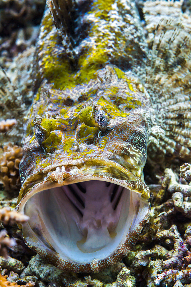 Crocodile flathead opens mouth in Raja Ampat, Indonesia.