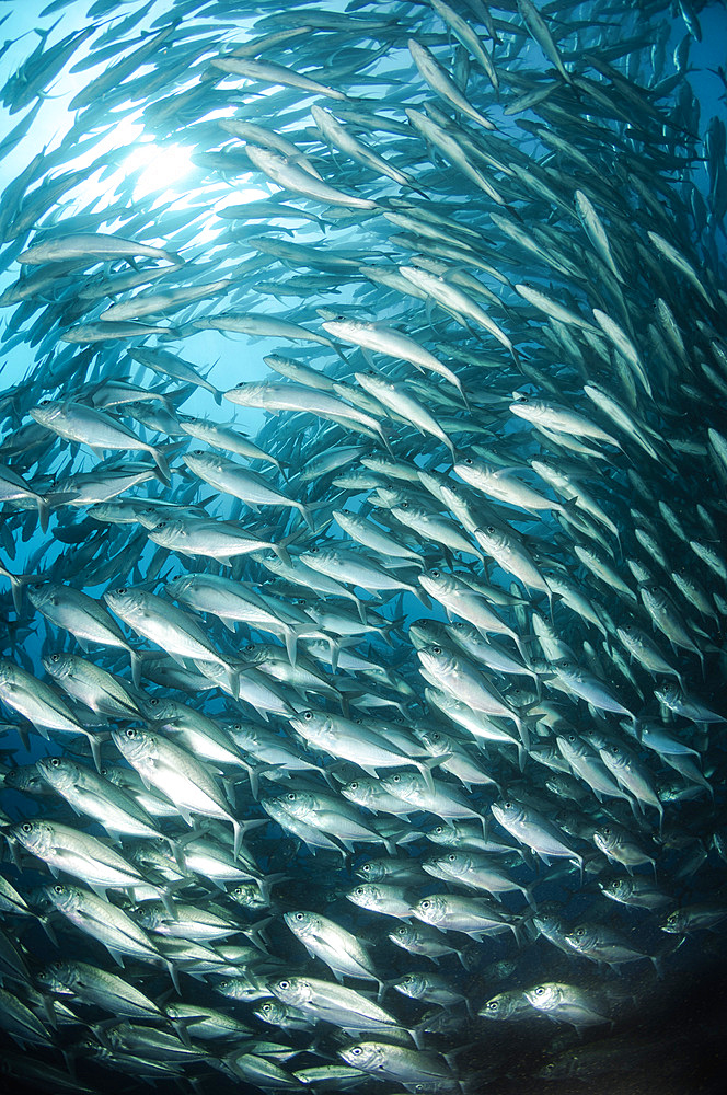 School of Jacks, Indonesia.