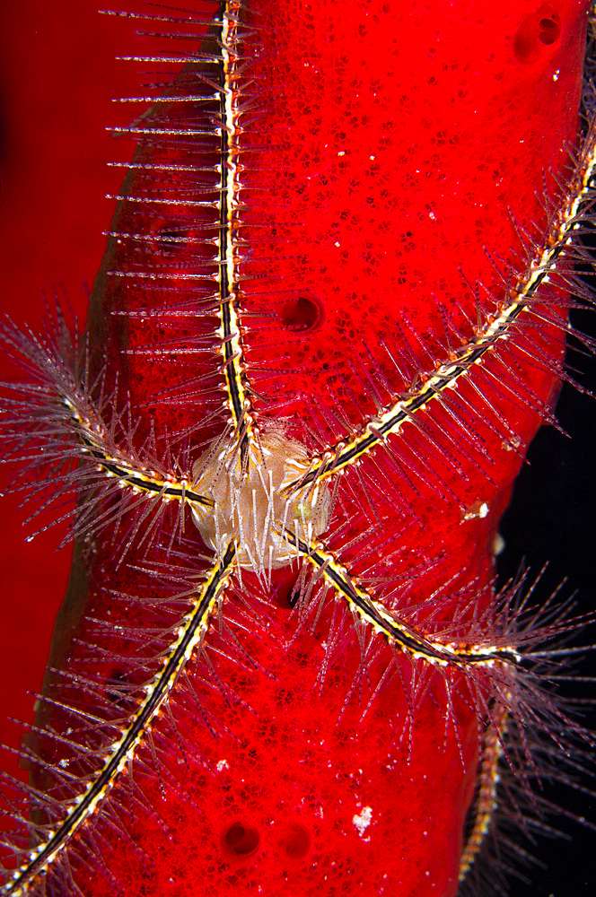 Brittle Star on sponge, Belize.