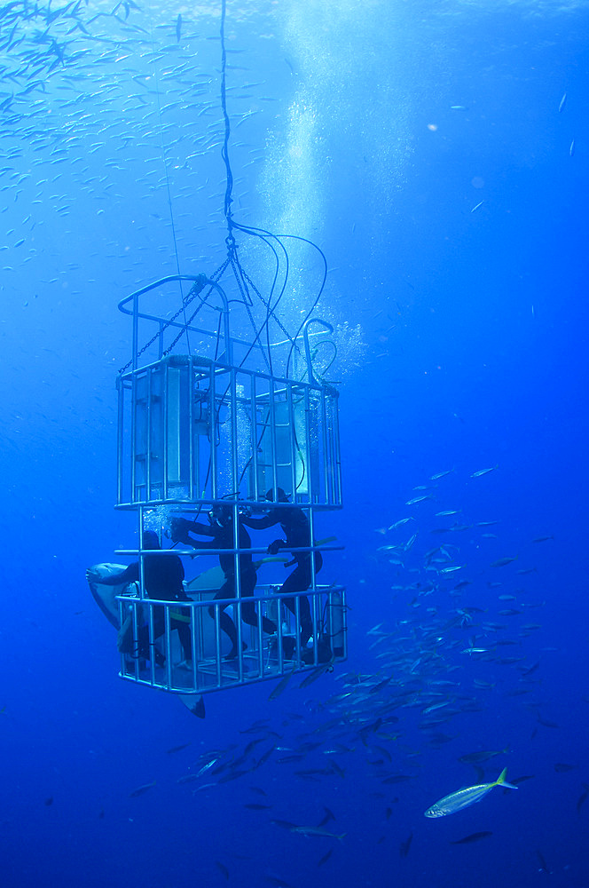 Great white shark and divers, Guadalupe Island, Mexico.