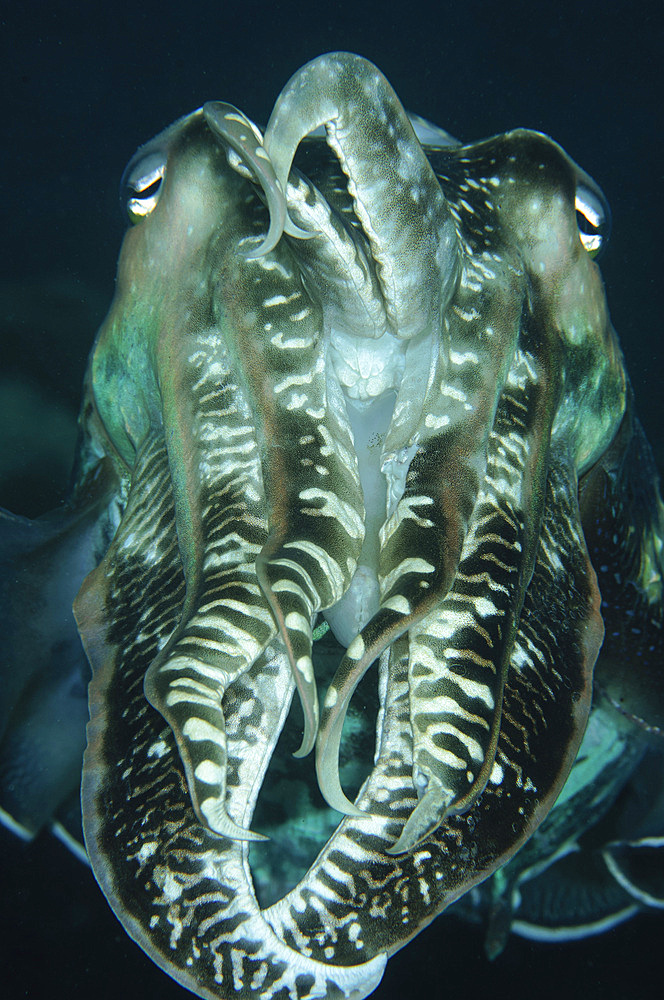 Cuttlefish, Indonesia.