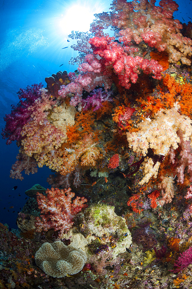 Soft coral in Raja Ampat, Indonesia.