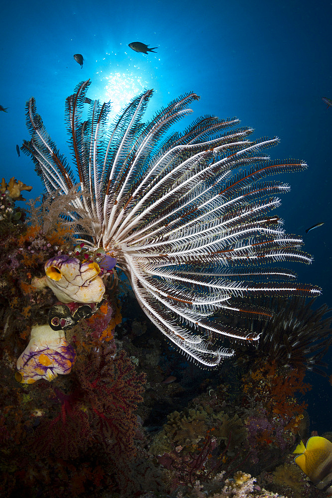 Crinoid in Raja Ampat, Indonesia.