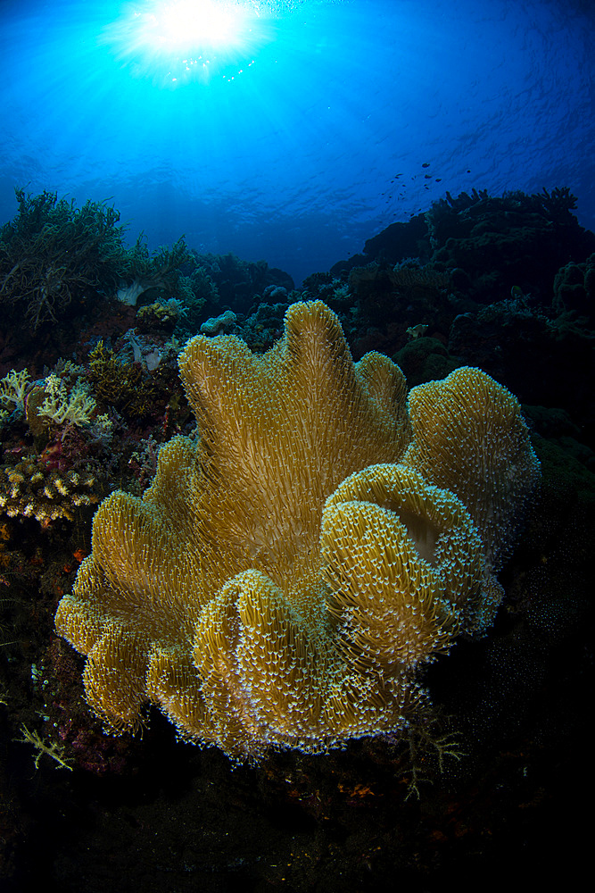 Soft coral in the reef at Komodo, Indonesia.