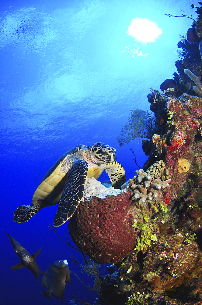 Hawksbill sea turtle and gray angelfish by coral reef, USS Kittiwake, Grand Cayman.