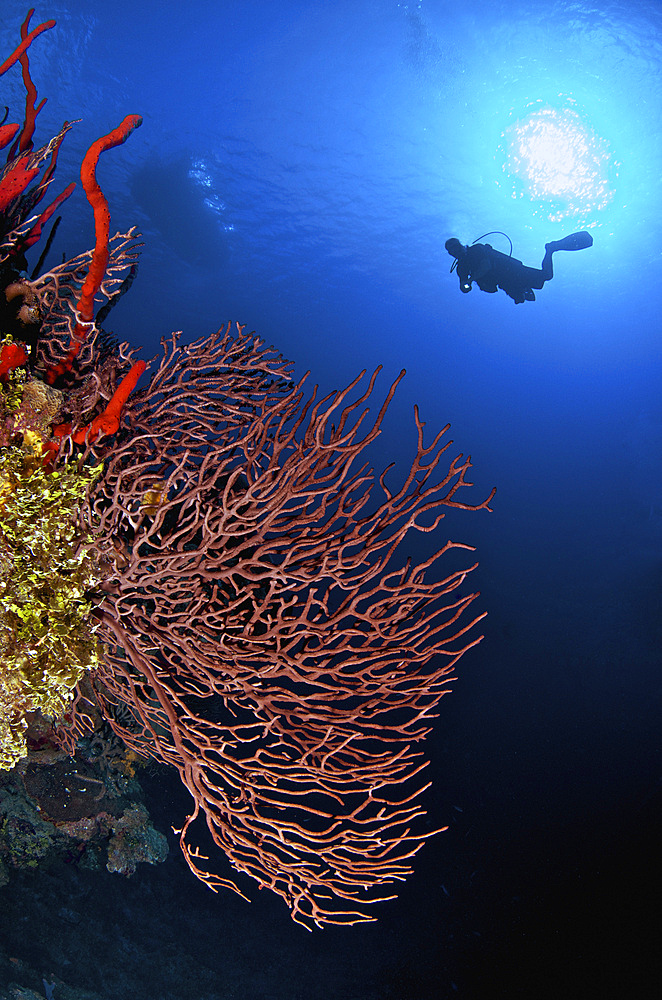 A diver approaches a beautiful gorgonian sea fan, Cayman Islands.
