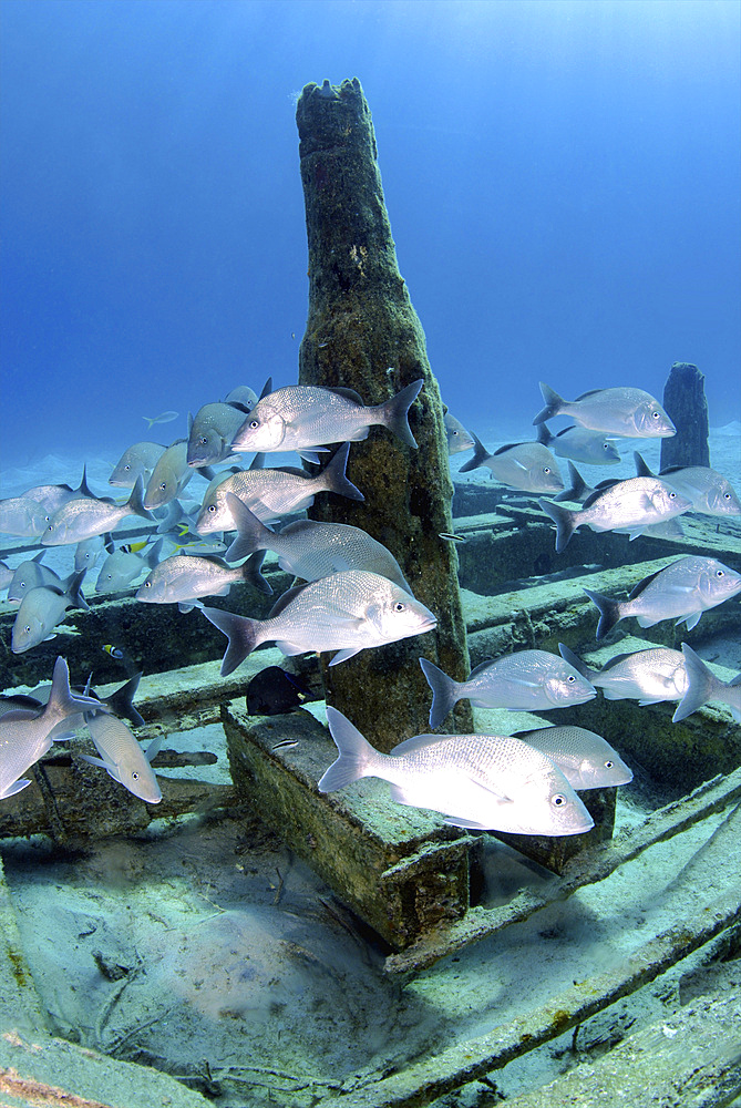 Silver grunts swmming around Treasure Wreck, Nassau, The Bahamas.