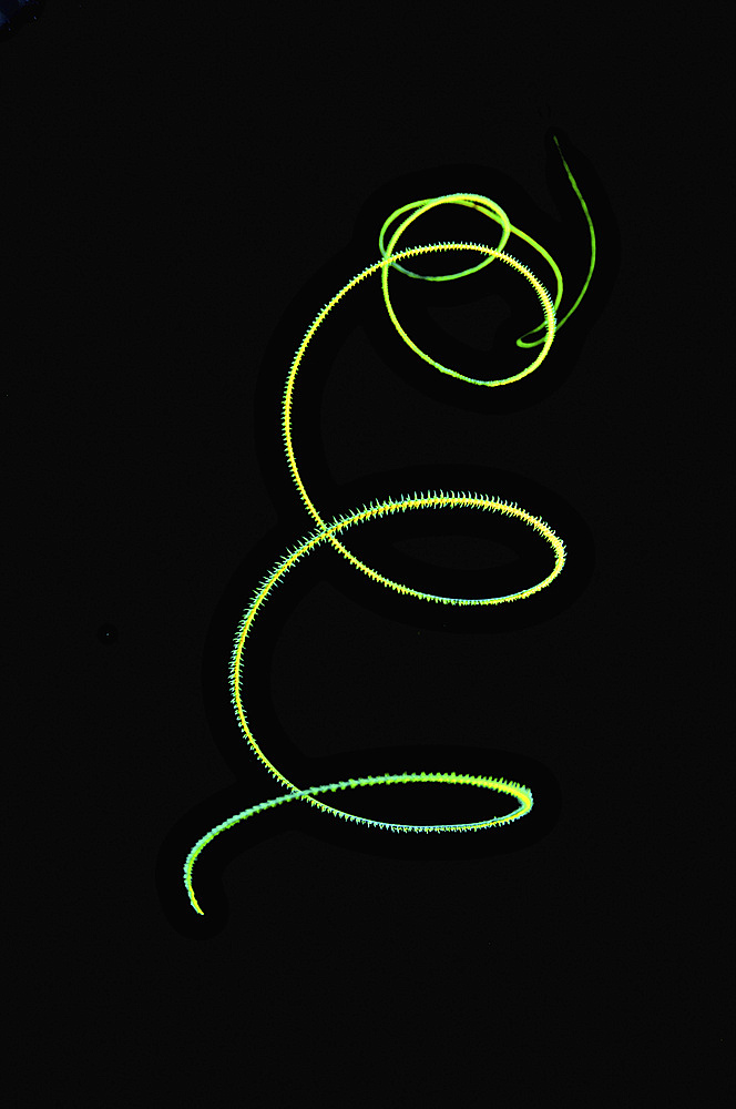 Spiral coral whip on black background.