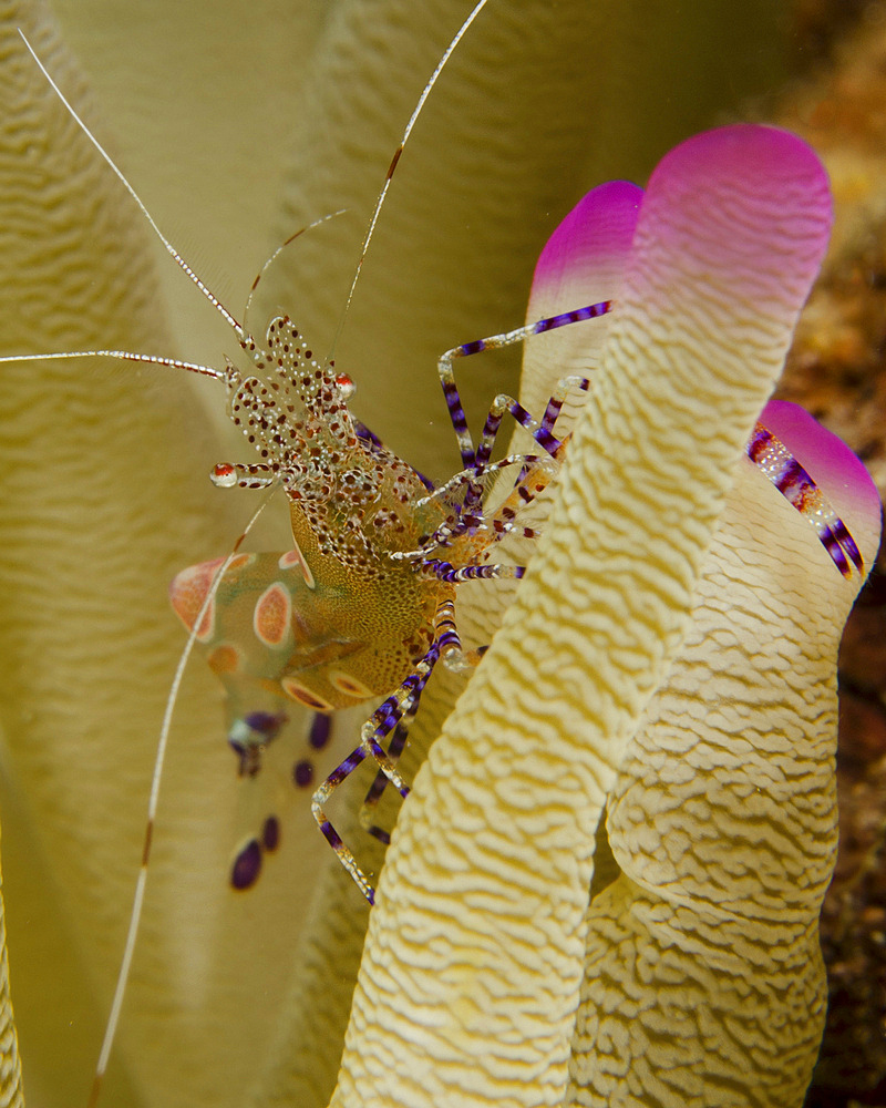 Spotted cleaner shrimp on pink tipped anemone, Curacao.