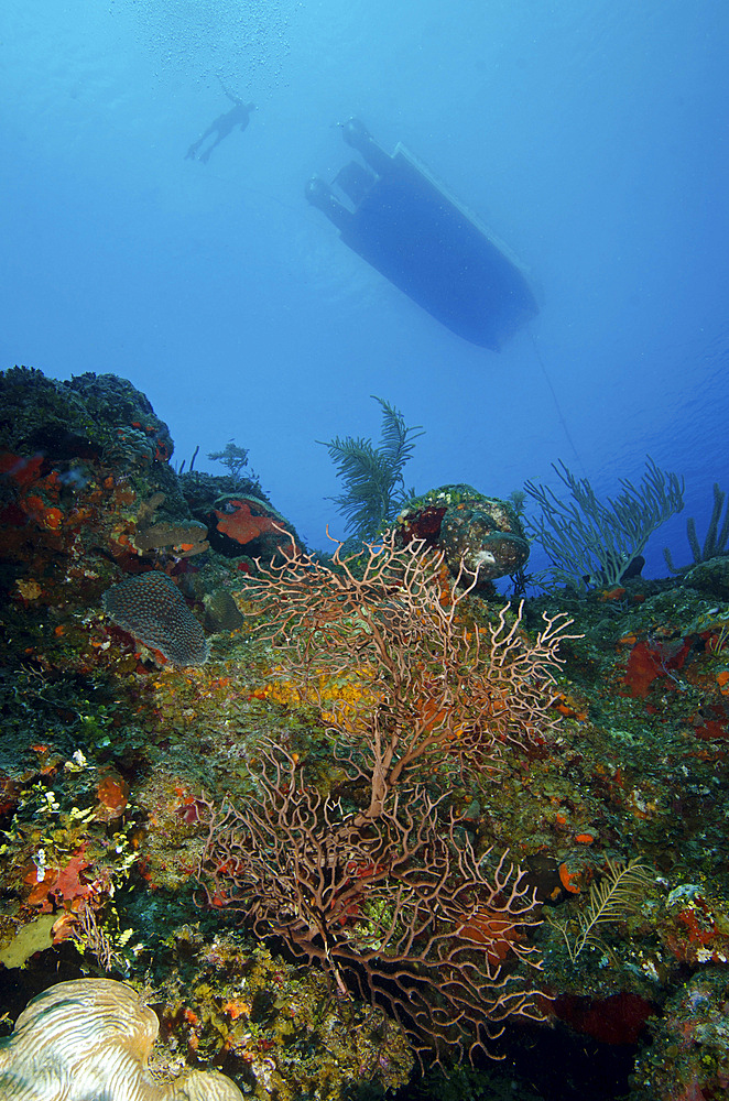 Diver and boat above black coral bushes in French Cay, Turks and Caicos.