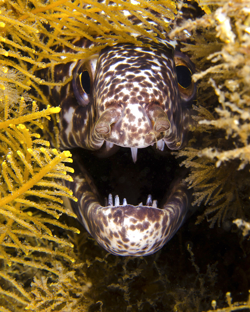 Close-up view of an angry spotted moray eel, West Palm Beach, Florida.