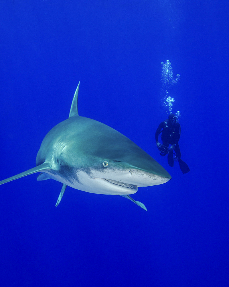 Diver swimming with an oceanic whitetip shark, Cat Island, Bahamas.