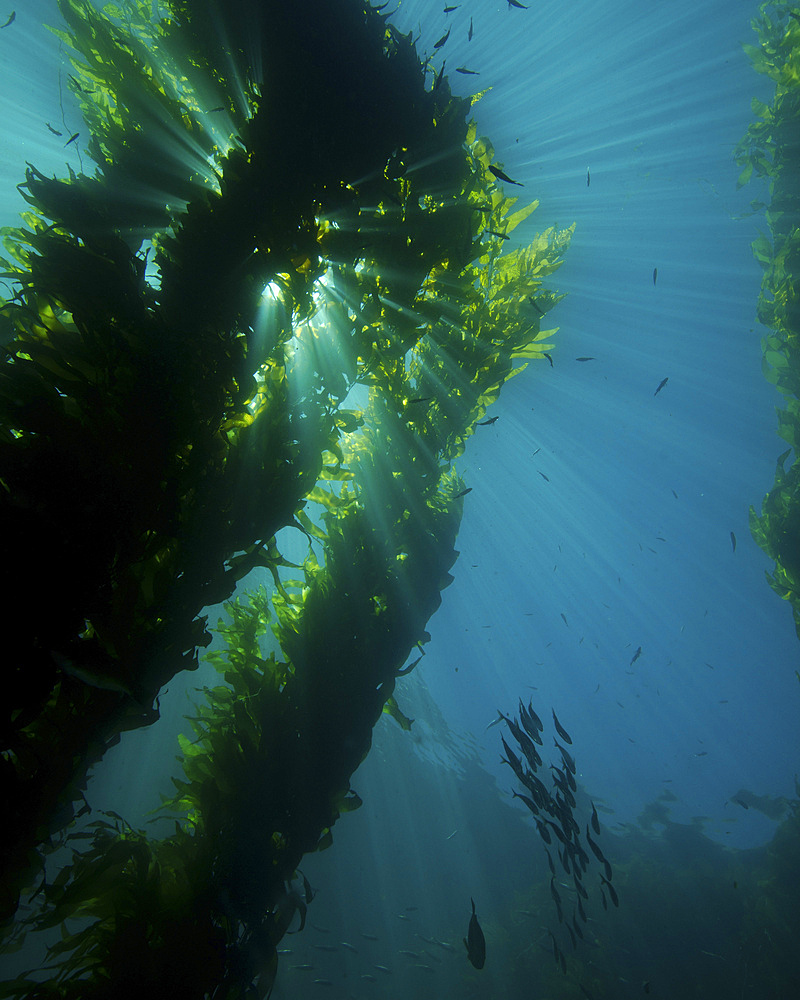 Kelp forest with school of fish, Catalina Island, California.