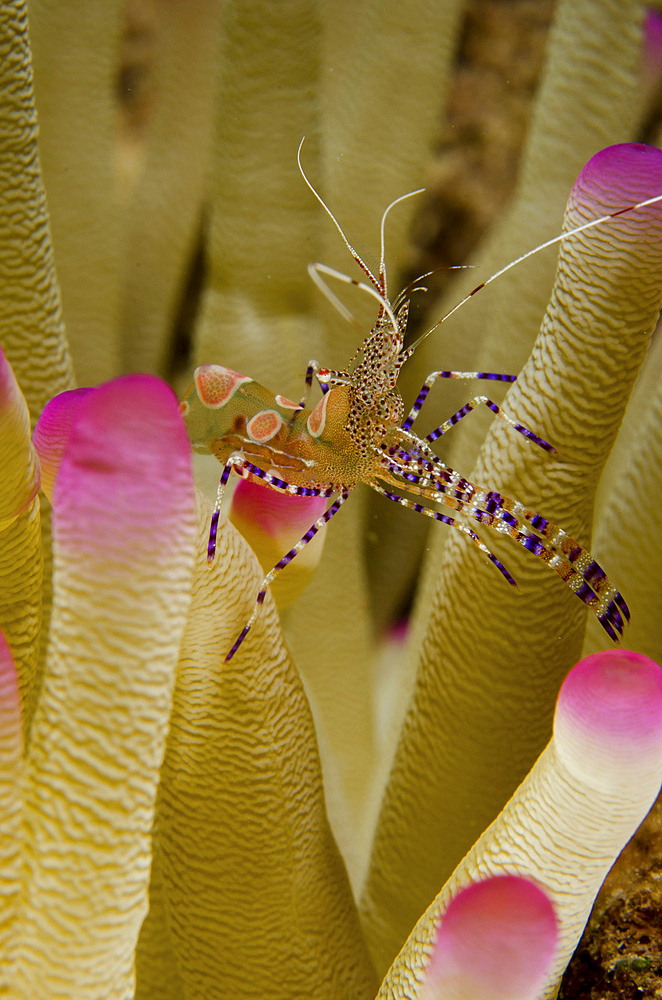 Spotted cleaner shrimp on pink tipped anemone in Curacao.