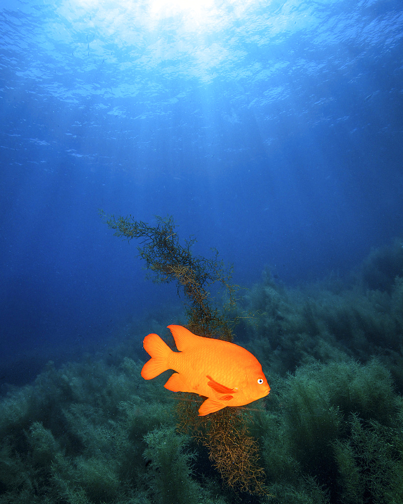 Sunrays shining on a Garibaldi damselfish, Catalina Island, California.