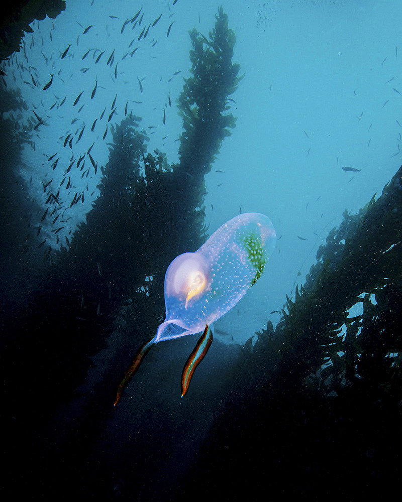 A bioluminescent tunicate, Catalina Island, California.