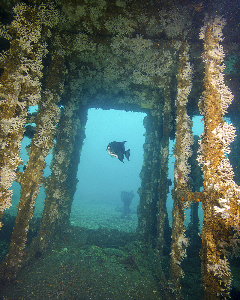An Atlantic Spadefish swims amongst the sunken wreck of USS Indra off the coast of North Carolina.