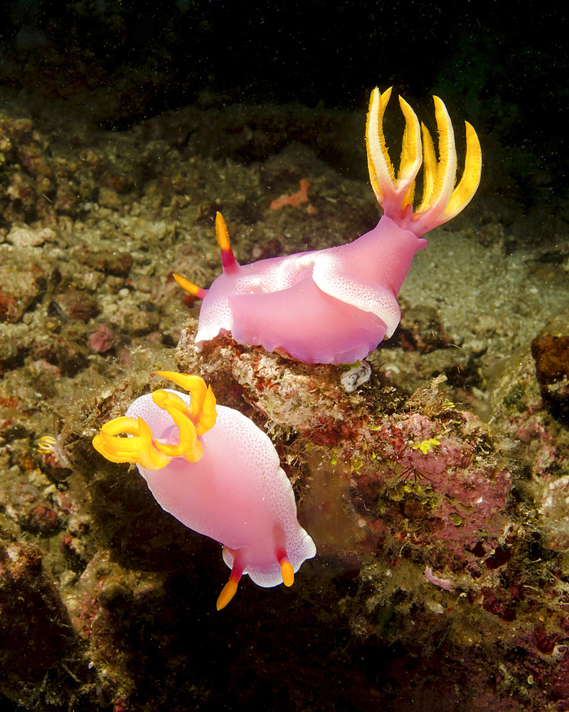 A pair of pink nudibranchs, Lembeh Strait, Indonesia.