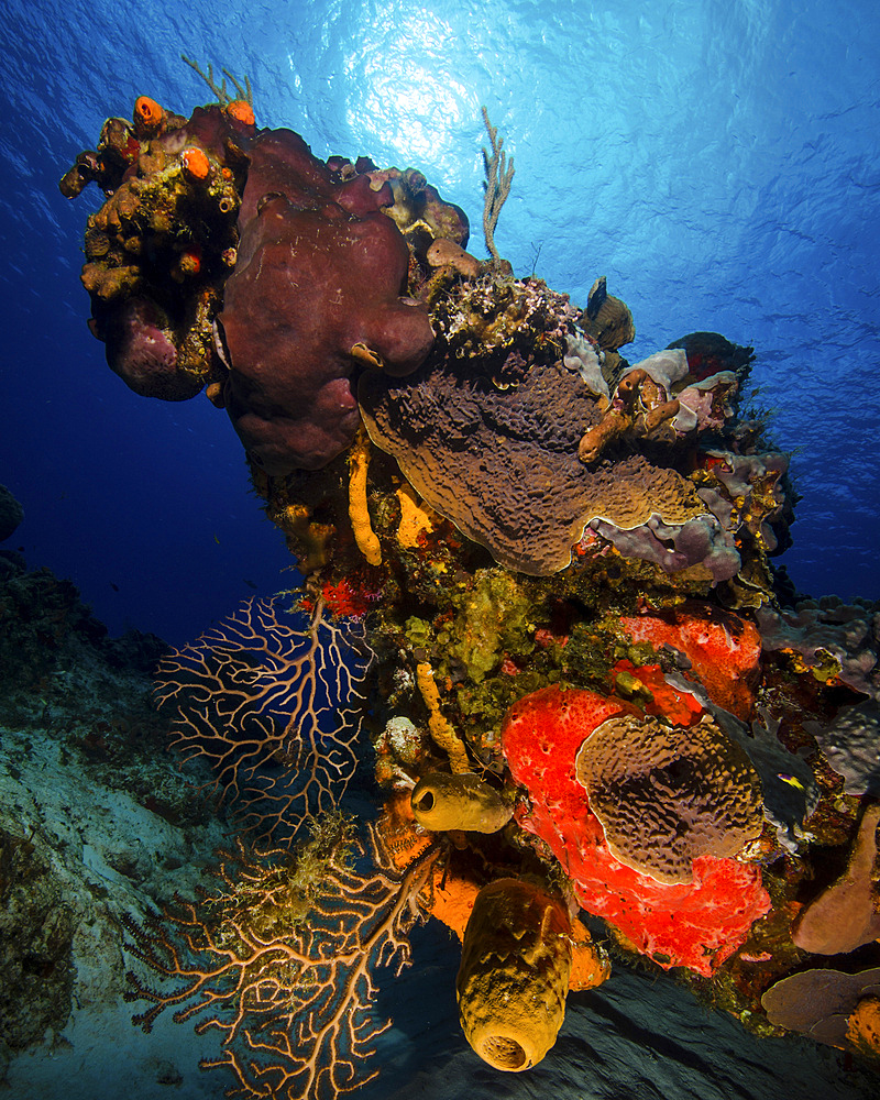 A colorful reef scene with sunburst at Cozumel, Mexico.
