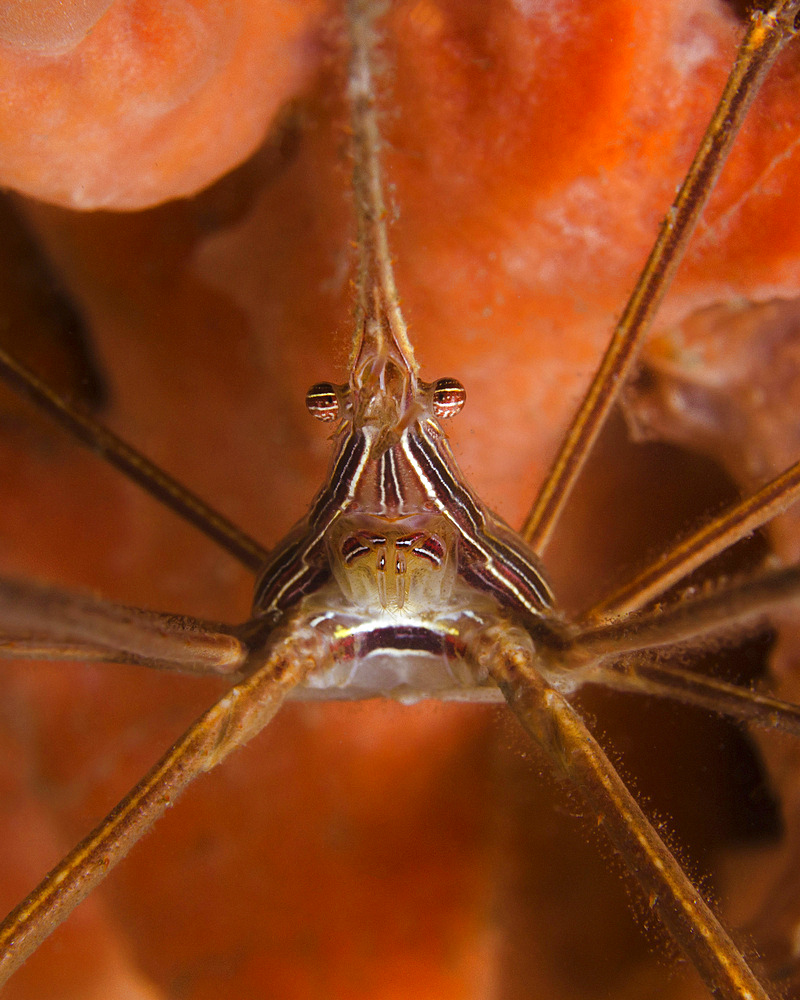 Arrow Crab close-up, West Palm Beach, Florida.