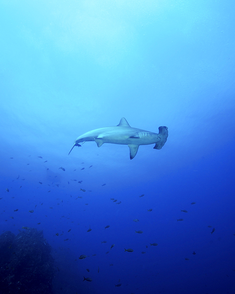 A scalloped hammerhead shark (Sphyrna lewini) at Socorros Island in Mexico.