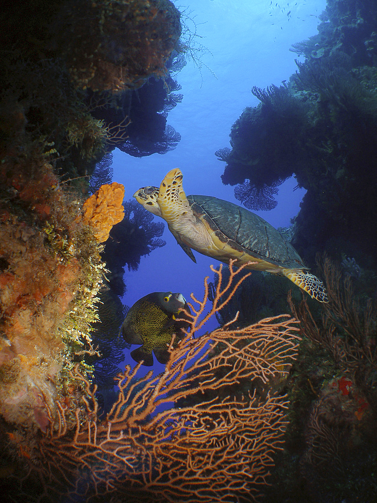 A hawksbill sea turtle (Eretmochelys imbricata) feeds on sponge and an angelfish follows for scraps in Cozumel, Mexico.
