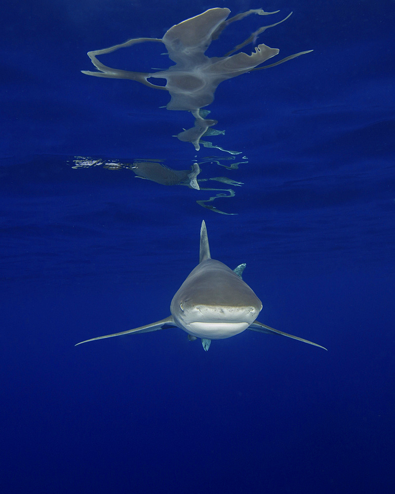 An oceanic whitetip shark (C. longimanus) and surface reflections at Cat Island in the Bahamas.