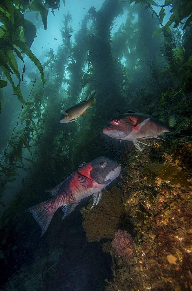 Two sheephead (Semicossyphus pulcher) In a kelp forest, Catalina Island, California.