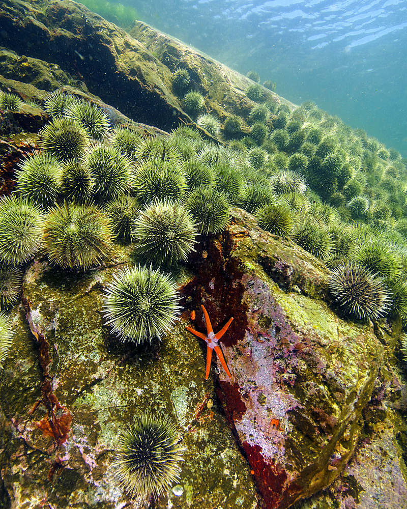A starfish with spiny sea urchins at Quadra Island, British Columbia in Canada.