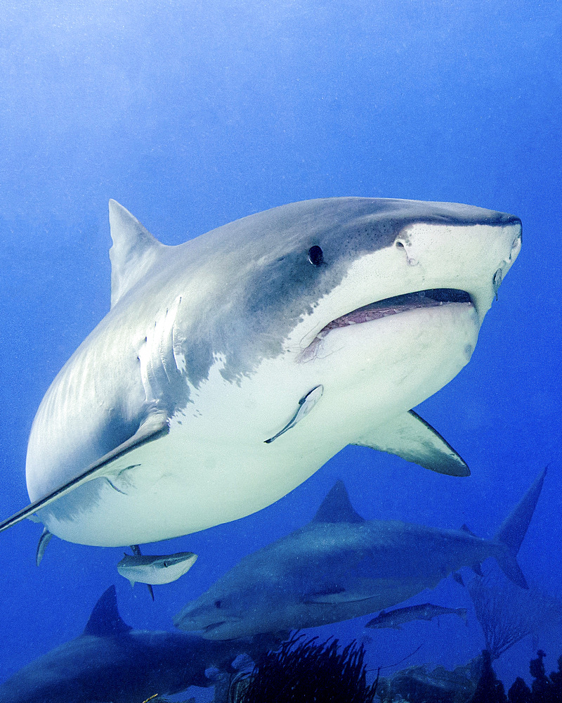 Front view of a tiger shark, Tiger Beach, Bahamas.