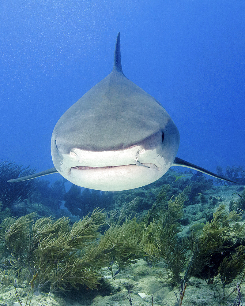 Front view of a tiger shark, Tiger Beach, Bahamas.
