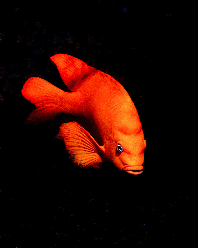 Garibaldi fish on black background, Tiger Beach, Bahamas.