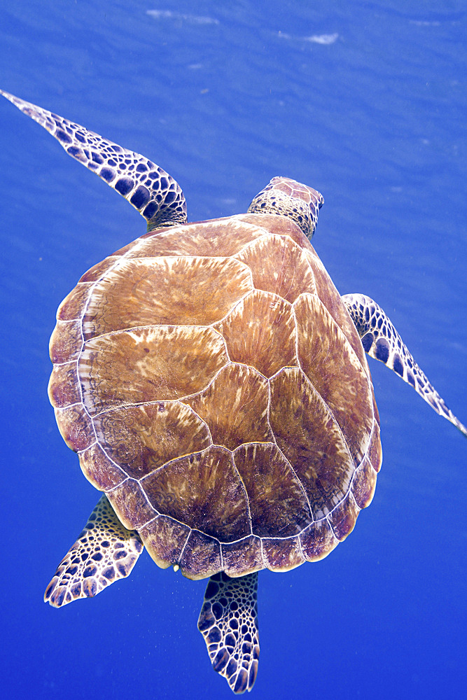 The shell of a green sea turtle (Chelonia mydas) swimming to the surface, Saint Croix, U.S. Virgin Islands.
